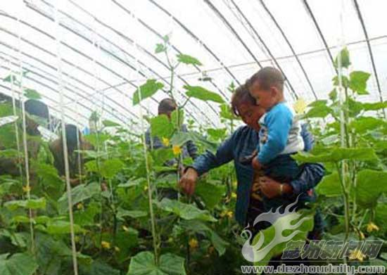 市民在怡农开心农场采摘有机黄瓜